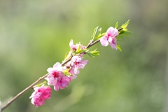 鮮