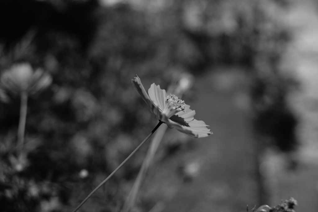 キバナコスモス−２