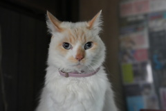 猫−２