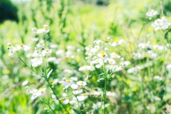 白い野花