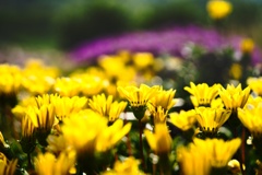 カザニア−２