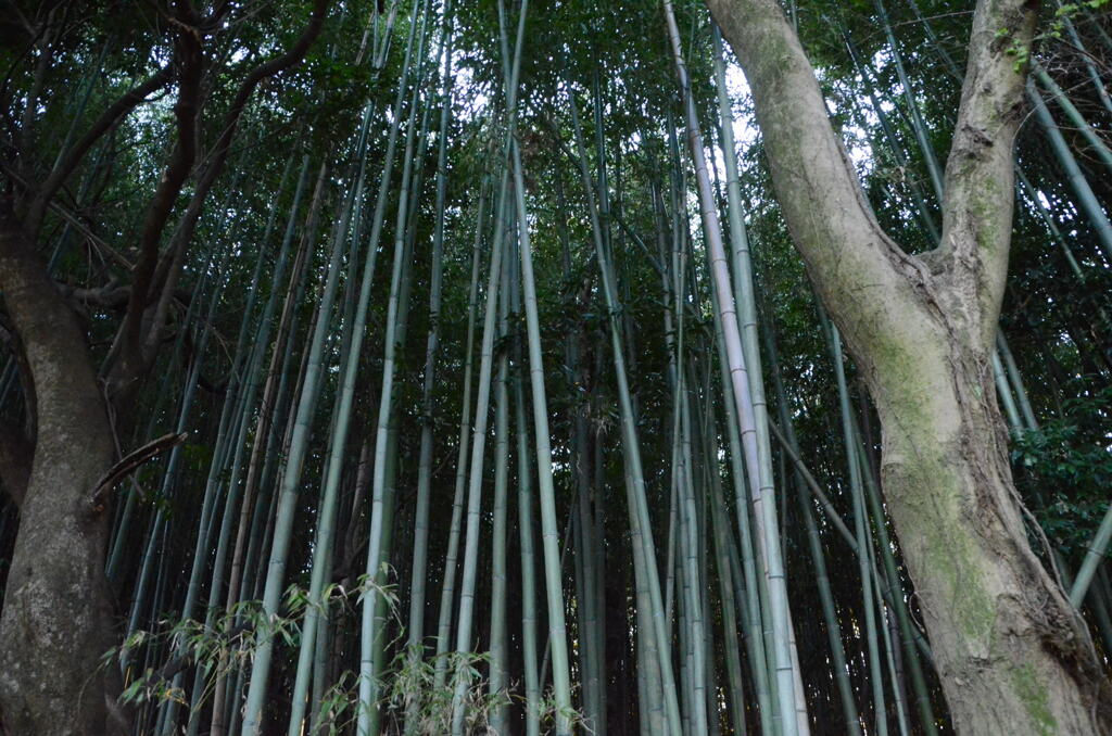 散歩