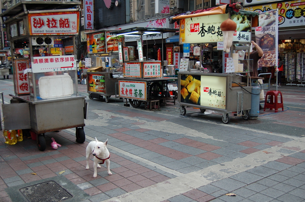 イヌ