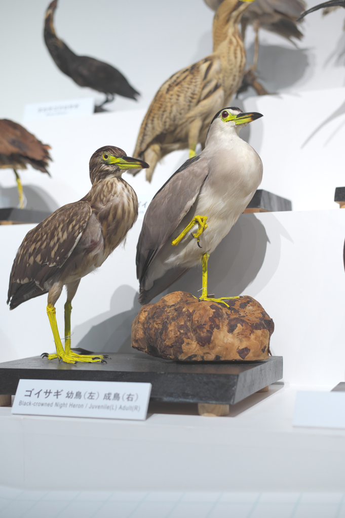 ゴイサギ標本