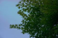 DSCF3596a