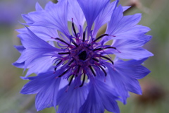 DSCF3465
