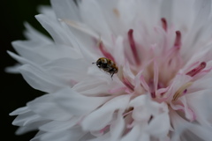 DSCF3474