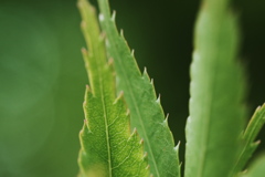 DSCF3599a
