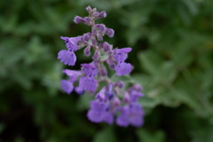 DSCF3446