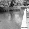 Woman taking a picture of a duck