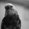 セキセイインコ 2
