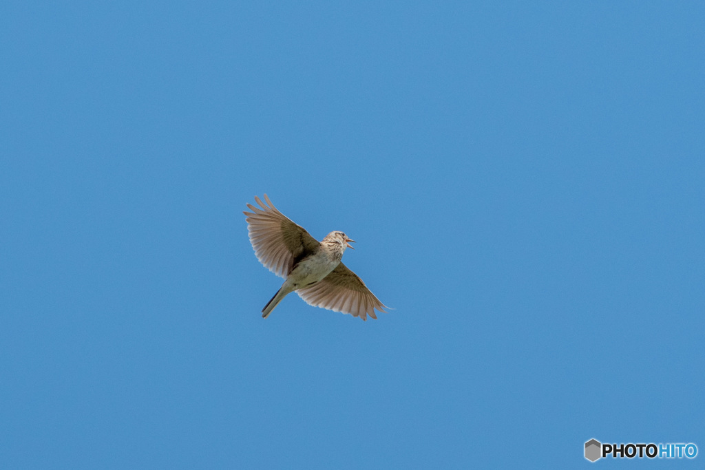 ヒバリの高鳴き