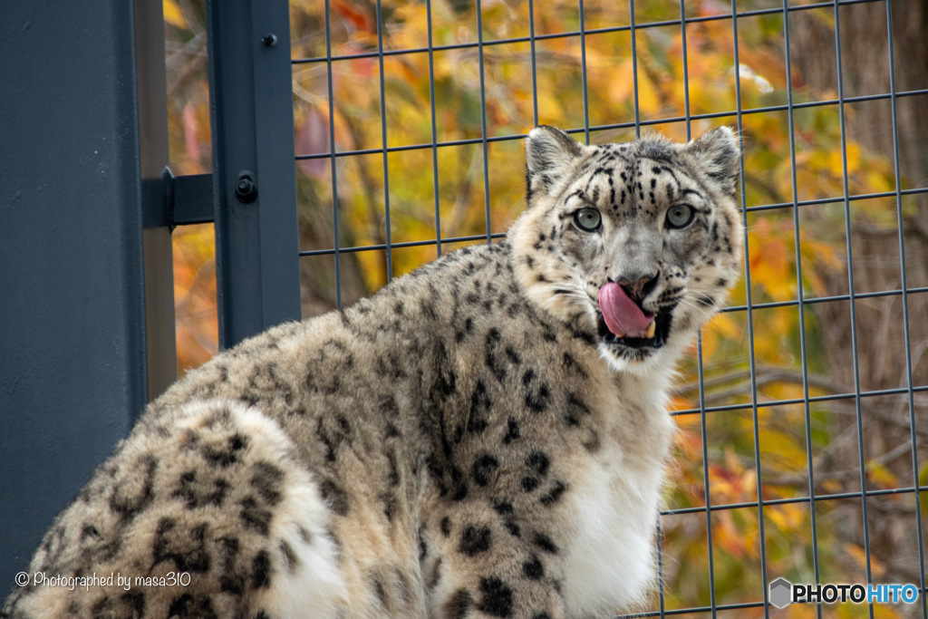 ユキヒョウ