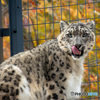 ユキヒョウ