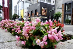 花壇