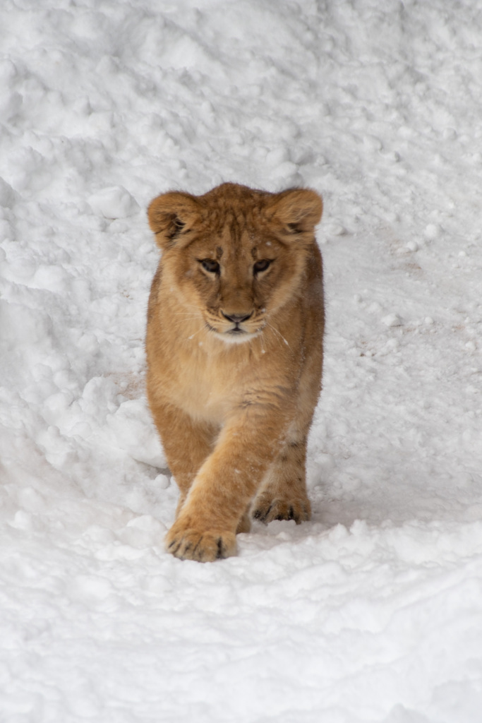 雪ぐにの子ライオン