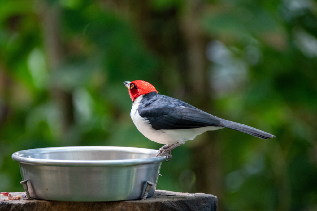 ノドクロコウカンチョウ