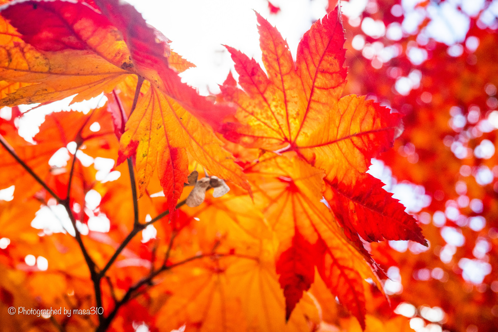 Nakajima Park in autumn 3