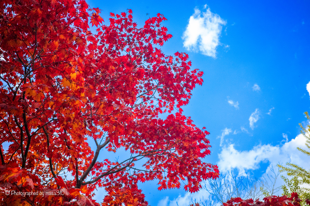 Nakajima Park in autumn 2