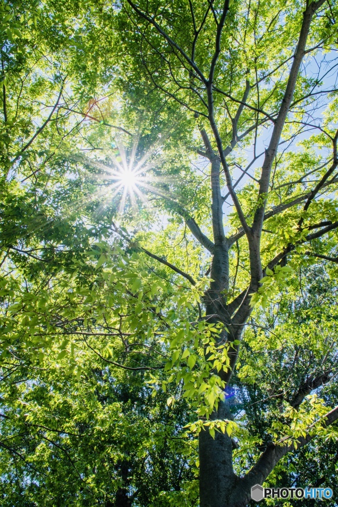 北國の木洩れ陽