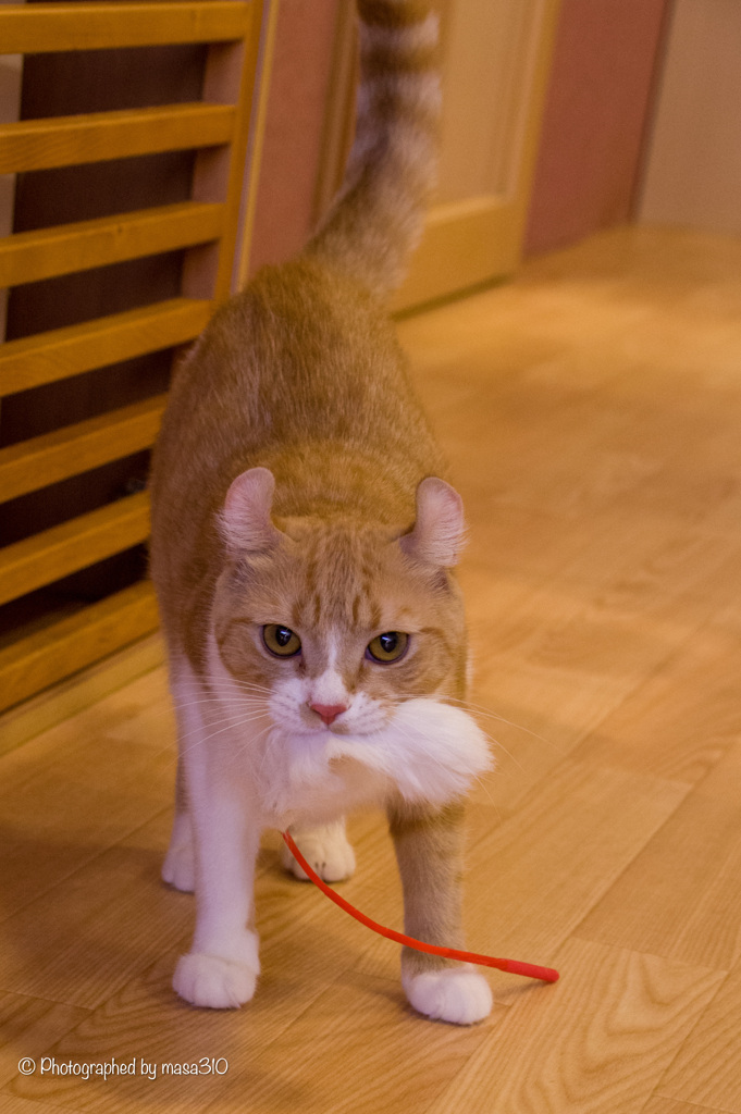 Neko cafe13