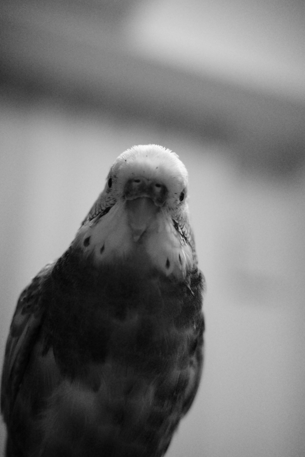 セキセイインコ1