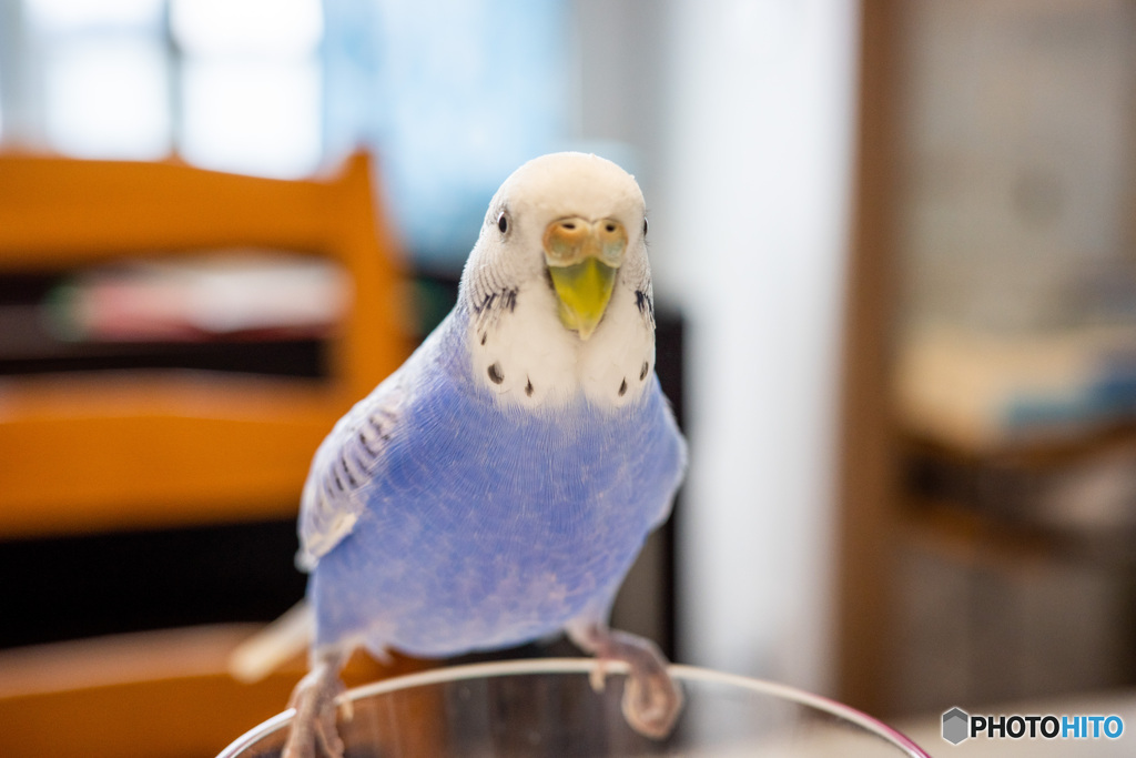 ポーズをとるインコ