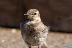 ハクセキレイ幼鳥