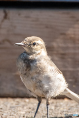 ハクセキレイ幼鳥