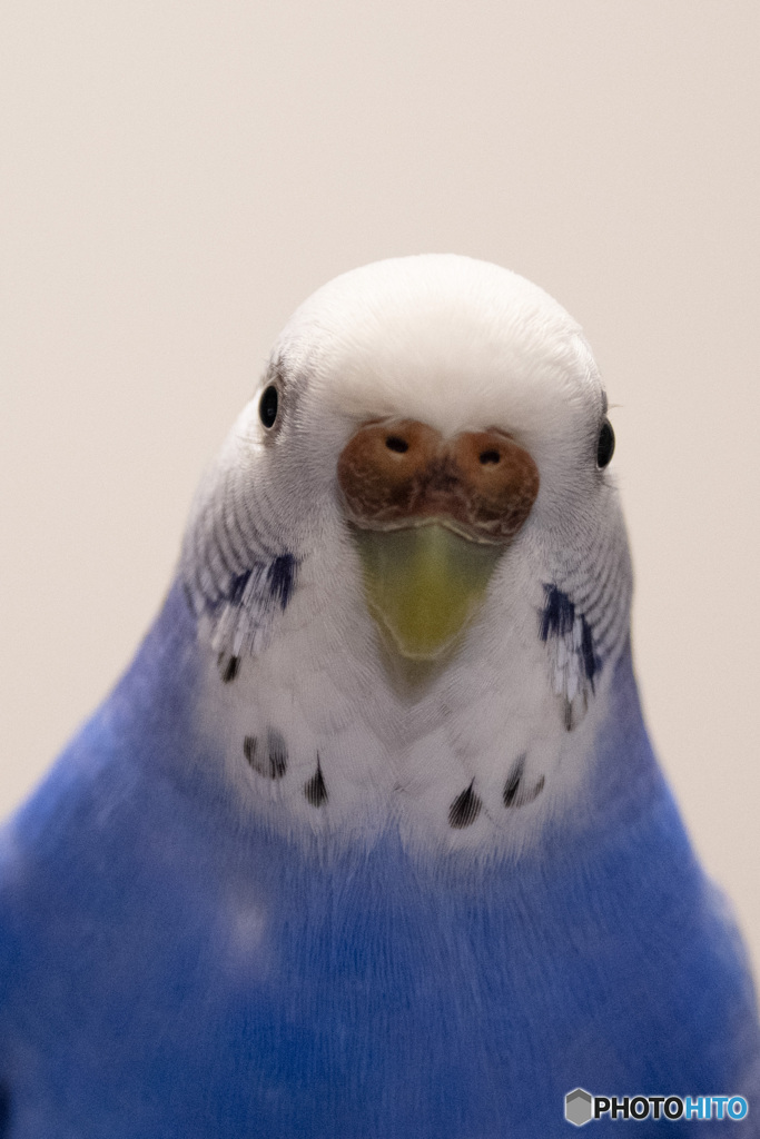 見つめるセキセイインコ