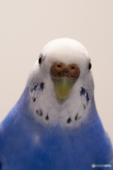 見つめるセキセイインコ