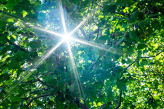 sunlight filtering through trees