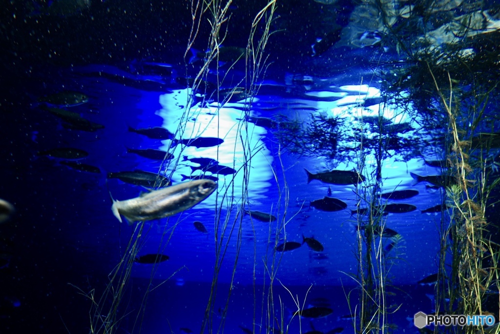 魚の目線
