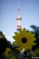 夏の終わり