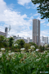 夏の空と