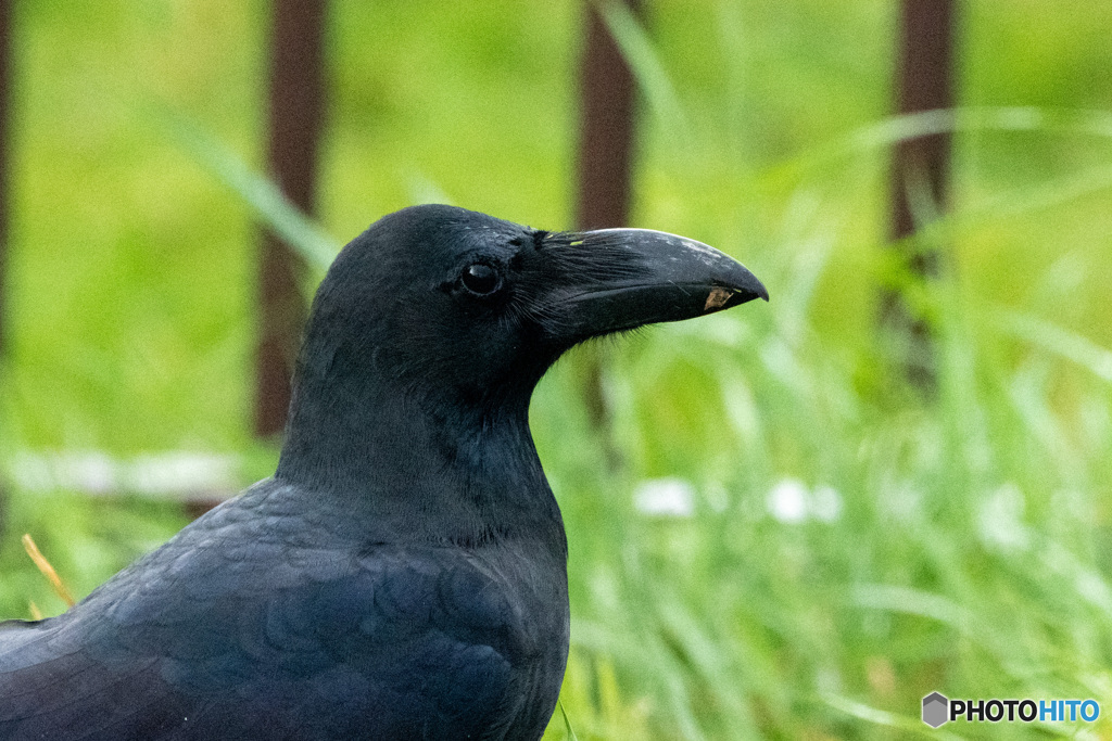 カラスの眼差し