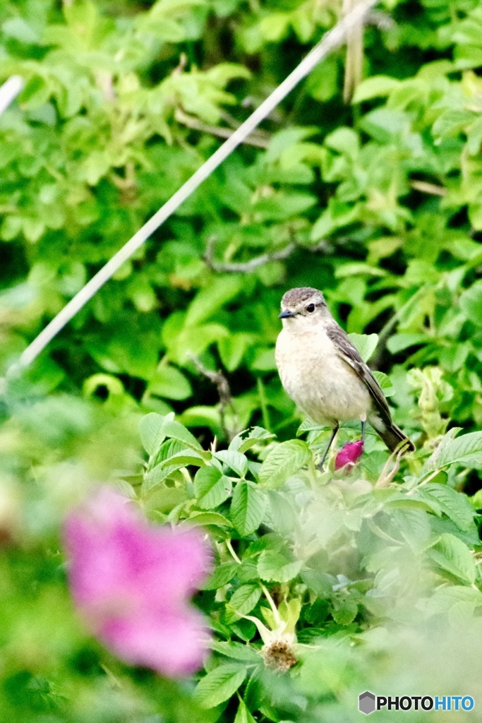 ノビタキ♀