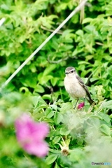 ノビタキ♀