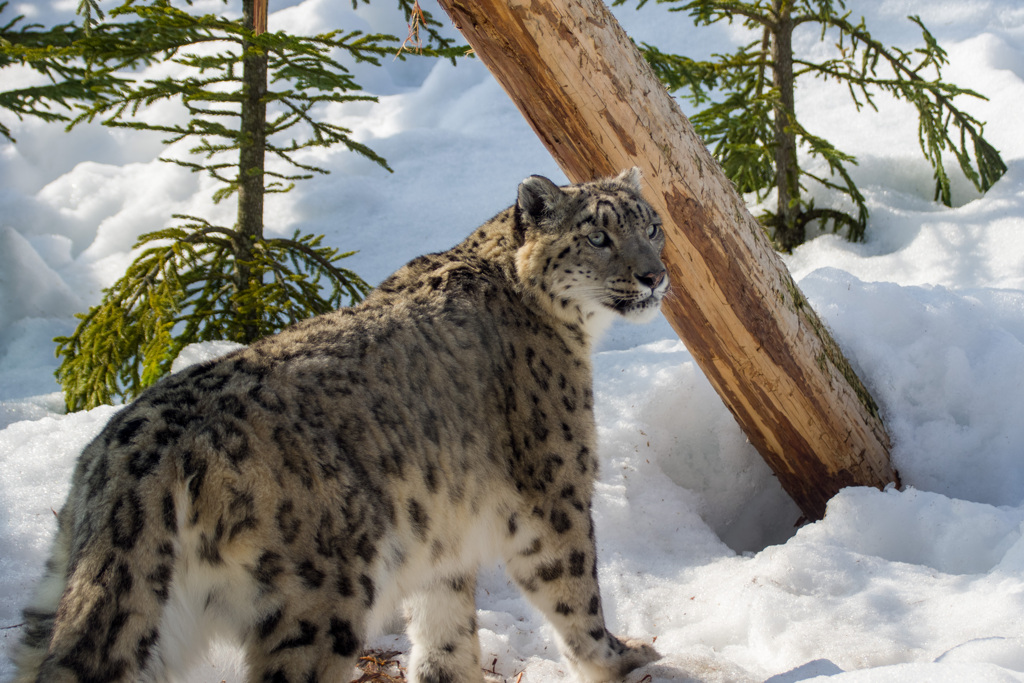 ユキヒョウ
