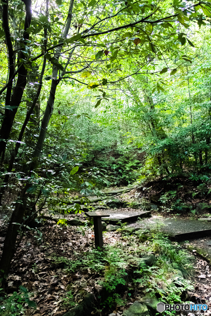 神社へ続く登山道