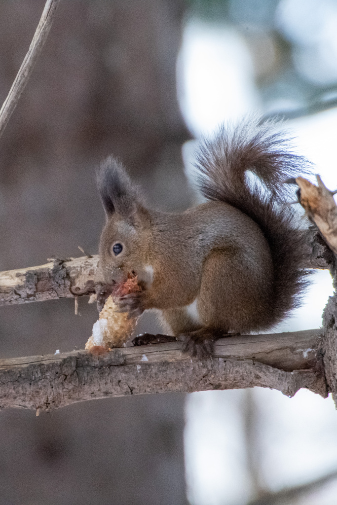 エビフライを食べるエゾリス！？