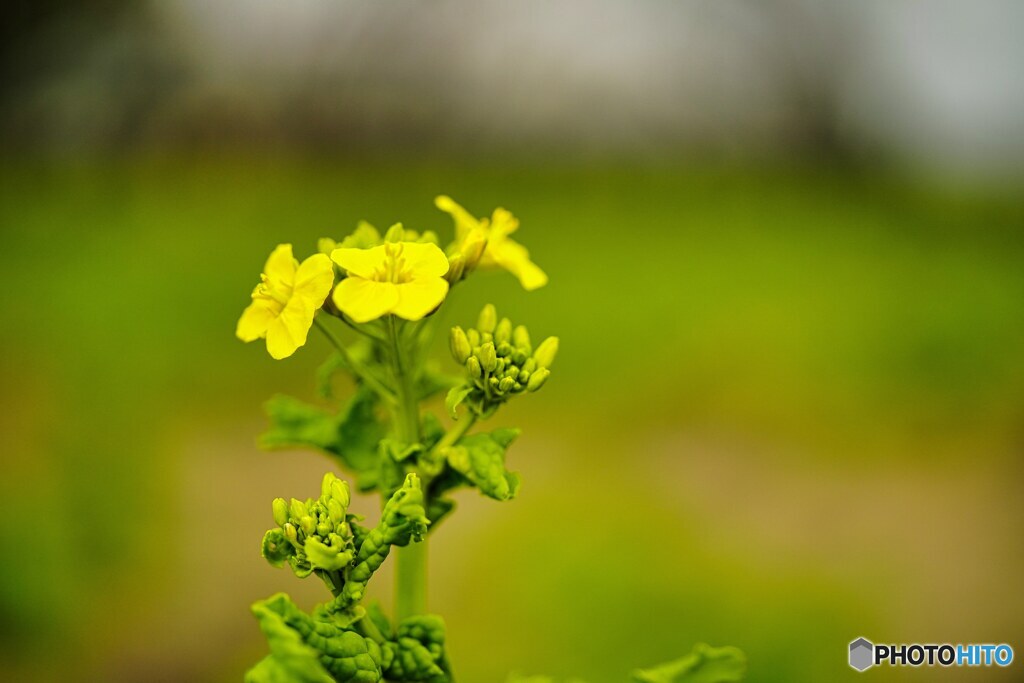 菜の花　咲き始めました