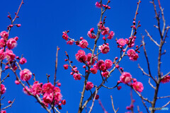 春の訪れ(梅が咲き始めました)