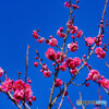 春の訪れ(梅が咲き始めました)