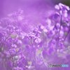 春の花々(紫菜の花)