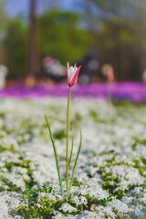 春の花々