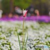春の花々