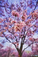 彼岸桜