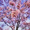 彼岸桜
