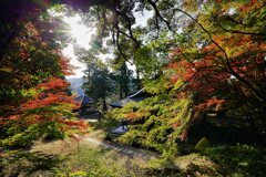 紅葉
